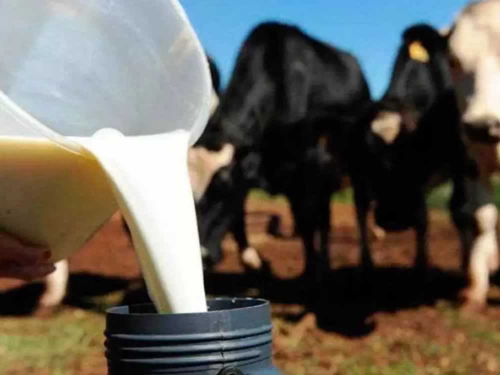 Imagem de Preço pago ao produtor de leite de Goiás cai em plena entressafra