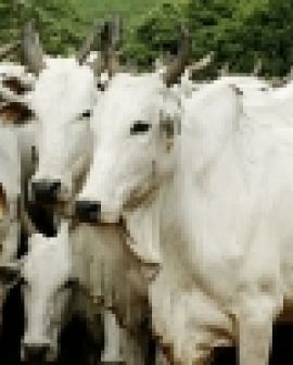 Imagem de Menos de 50% dos pecuaristas comprovaram que vacinou gado contra aftosa