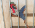 Imagem de Ladrão de farmácia é preso