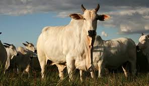 Imagem de PM prende um dos maiores ladrões de gado do sudoeste goiano.