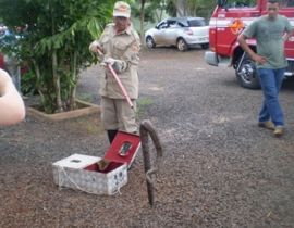 Imagem de Cobra é resgatada na Morada do Sol