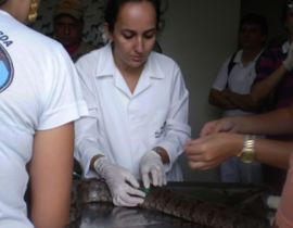 Imagem de Cobra é resgatada na Morada do Sol