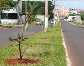 Imagem de Avenida Universitária recebe 500 mudas