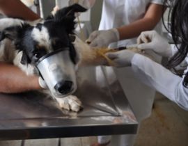Imagem de Hospital Veterinário se destaca pelo atendimento