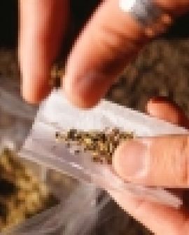 Imagem de Menor detido com maconha