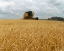 Imagem de Revendo a modernização conservadora da agricultura