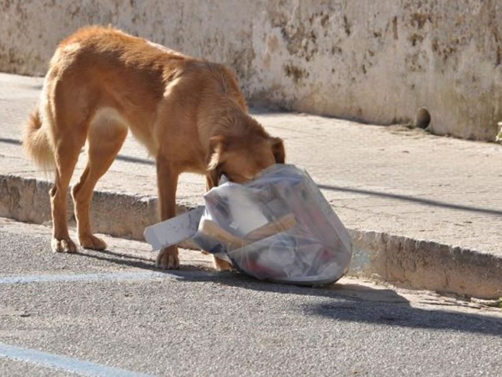 Imagem de Mulher denuncia vizinho por envenenar animais em Caldas Novas