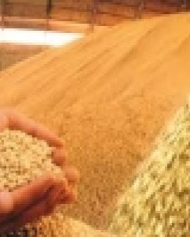 Imagem de Seagro apresenta balanço da produção agrícola