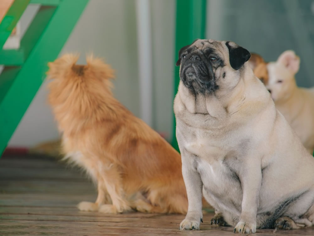 Imagem de Meu pet está obeso, e agora?