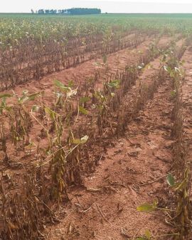 Imagem de Fim da colheita: Rio Verde confirma produtividade ruim