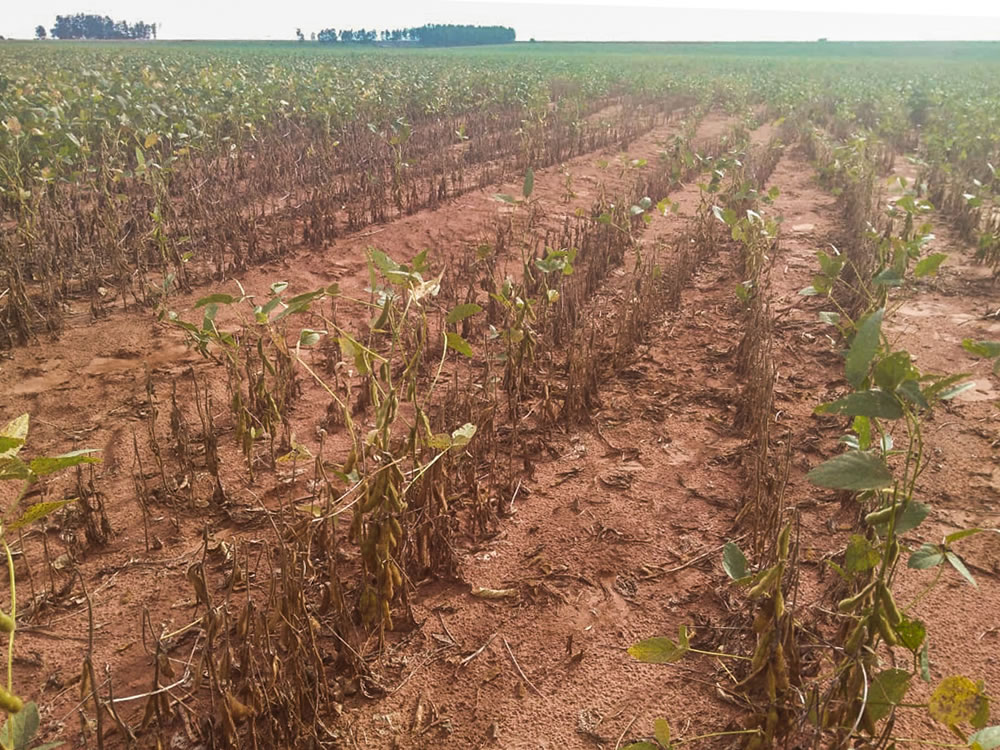 Imagem de Fim da colheita: Rio Verde confirma produtividade ruim
