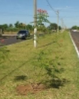 Imagem de Avenida Beija-flor ganha um colorido especial