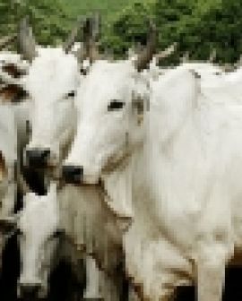 Imagem de Menos de 50% dos pecuaristas comprovaram que vacinou gado contra aftosa