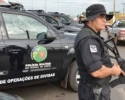 Imagem de Polícia apreende 800 kg de maconha