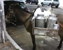 Imagem de O leiteiro na porta gritava - ‘Oia o leite’