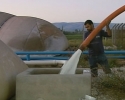Imagem de Produtores de leite precisam jogar fora até 8 mil litros do produto a cada dois dias em Goiás