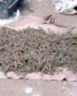 Imagem de Menores detidos com maconha na Vila Amália