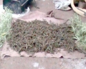 Imagem de Menores detidos com maconha na Vila Amália