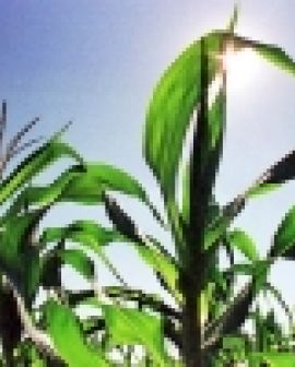 Imagem de Colheita começa em Goiás e indica perdas