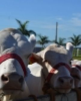 Imagem de Animais ganham destaque na Tecnoshow