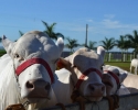 Imagem de Animais ganham destaque na Tecnoshow