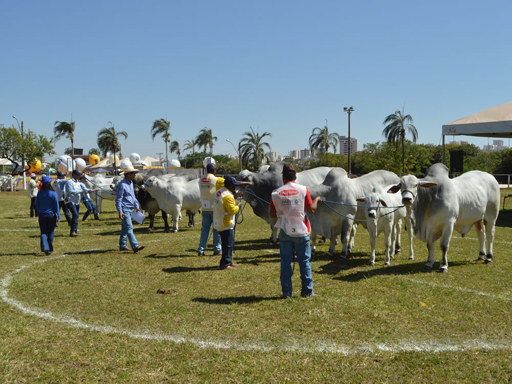 Imagem de Exposição oficial dos Rankings Nacionais Nelore e Nelore Mocho acontece em Uberlândia