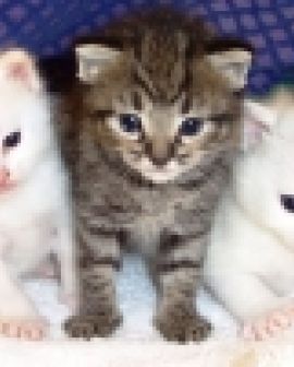 Imagem de Sociabilização do gato filhote