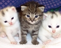 Imagem de Sociabilização do gato filhote