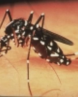 Imagem de Prefeitura segue mutirão contra a dengue
