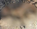 Imagem de Adolescente é apreendido suspeito de matar cachorro a pedrada