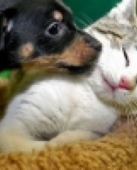 Imagem de Constipação em cães e gatos