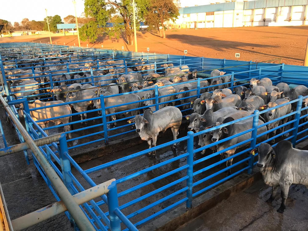 Imagem de Nova etapa do Circuito Nelore de Qualidade será realizada em Goiás