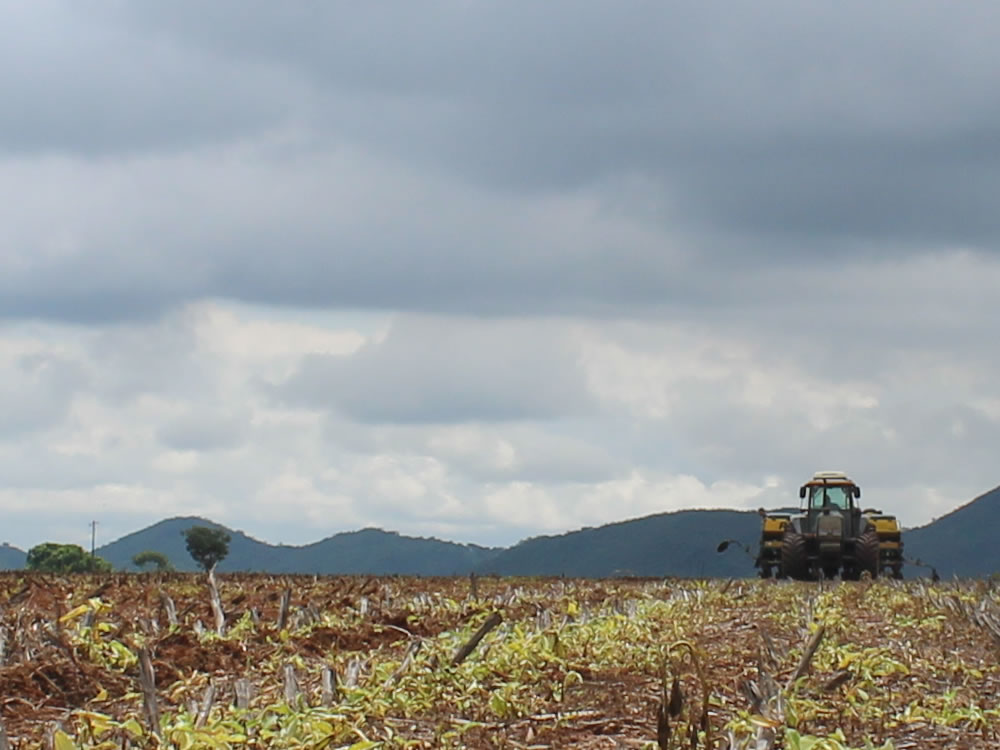 Imagem de Semeadura de soja em Goiás pode começar a partir desta quarta-feira, 25