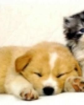 Imagem de O bicho: Cuidados ao adquirir um animalzinho
