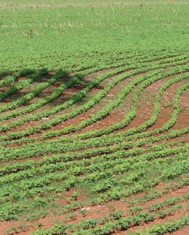 Imagem de Soja começa a ocupar os campos de Rio Verde, mas chuva irregular ameaça o início da safra