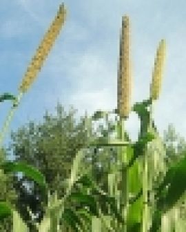 Imagem de Tecnoshow 2013: Sementeira fará pré-lançamento de nova cultivar de milheto