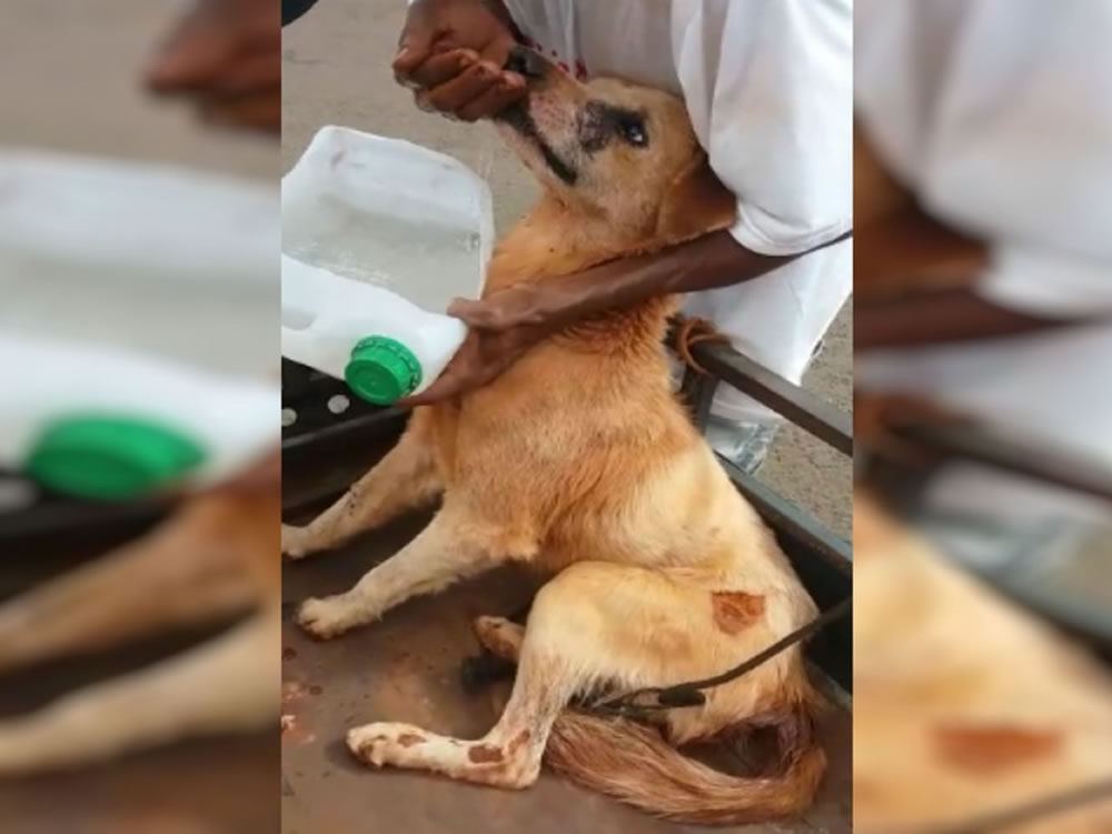 Imagem de Menor é detido por arrastar cachorro em moto