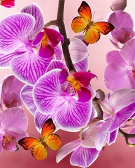 Imagem de O que fazer para as orquídeas florir?