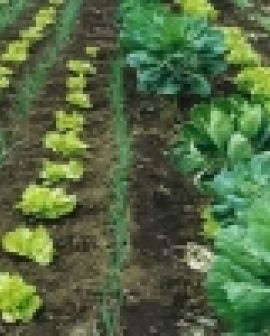 Imagem de Butão e a agricultura orgânica