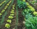 Imagem de Butão e a agricultura orgânica