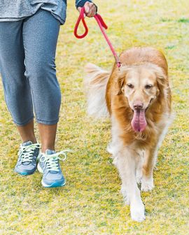 Imagem de 7 erros que donos de cachorro cometem na hora do passeio