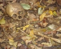 Imagem de Ossada encontrada no Monte Sião