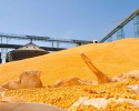 Imagem de Produtor de milho estima perda de US$ 1,8 bi com tabelamento de frete