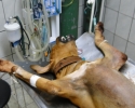 Imagem de Homem mutila cão e é preso