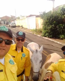 Imagem de Agentes de trânsito atendem ocorrência de animais soltos na rua