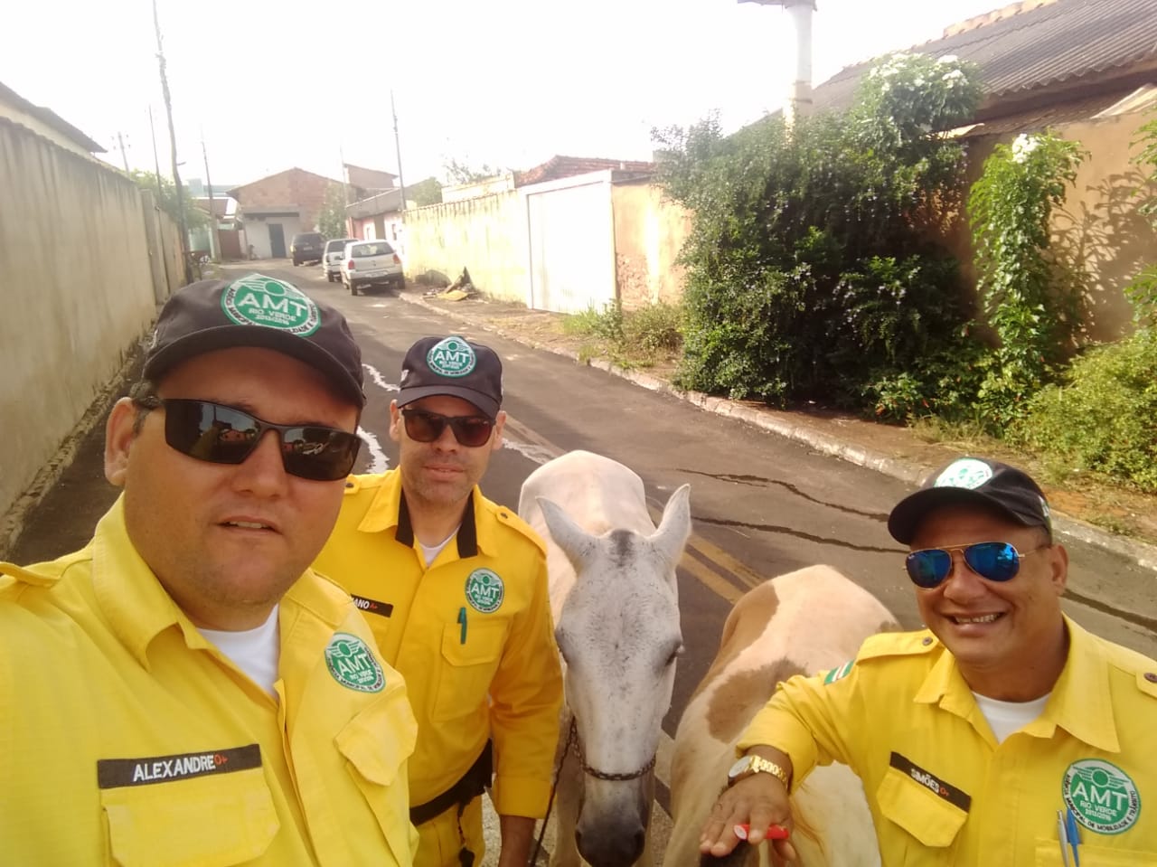 Imagem de Agentes de trânsito atendem ocorrência de animais soltos na rua