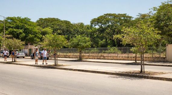 Imagem de Rio Verde tem alta taxa de arborização no IBGE, mas moradores dizem que falta sombra nas ruas