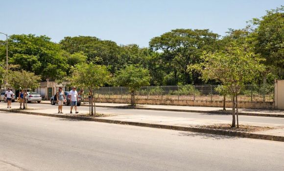 Imagem de Rio Verde tem alta taxa de arborização no IBGE, mas moradores dizem que falta sombra nas ruas