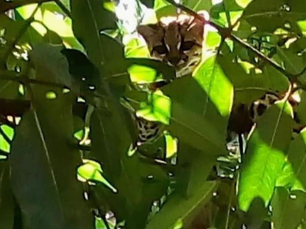 Imagem de Jaguatirica é encontrada em quintal de casa em Quirinópolis