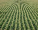 Imagem de Agricultores de Rio Verde conhecem nova tecnologia